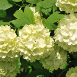 Live Old White Snowball Viburnum Blooming Shrub Plant, 8-12 Inches Tall