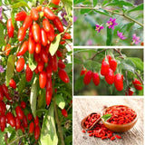 4 Live Goji Berry Plants, 3-6 Inch Sweet Fruit Bushes For Indoor Outdoor