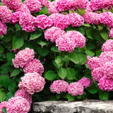 Blue Hydrangea Live Shrub, Well-Rooted 5-10 Inch Flower Bush, Dormant Tree