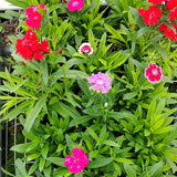 4 Live Red Dianthus Flower Plants, Outdoor Planting, Perennial Flowers