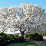 Live White Flowering Dogwood Tree, 6-12 Inches Tall In A Quart Pot, Outdoor