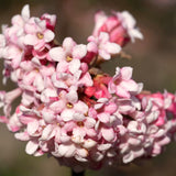 Pink Viburnum Flowering Shrub, 6-10 Inch Live Plant For Outdoor Gardens