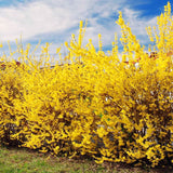 Yellow Forsythia Live Shrub, 14-18 Inches Tall In A Gallon Pot, Well Rooted