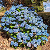 Live Hydrangea Shrub, Random Flower Color, 5-10 Inch Landscape Garden Plant