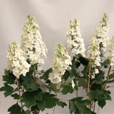 Oakleaf Hydrangea Live Plant, Hardy Flowering Shrub Tree, 6-12 Inches Tall