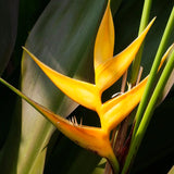 2 Yellow Bird Of Paradise Live Plants, 5-9 Inch Strelitzia Reginae, No Pot