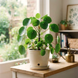 Live Pilea Money Plant, 5-7 Inch Indoor Perennial Houseplant, Without Pot