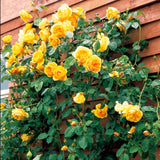 Live Yellow Climbing Rose Plant, Well-Rooted Flowering Bush For Gardens