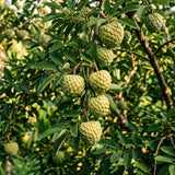 Live Sugar Apple Tree In 4 Inch Pot, Tropical Fruit Garden Starter Plant