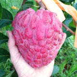 Live Red Sugar Apple Tree, 6-10 Inch Plant, Half Gallon Pot For Orchards