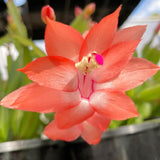 2 Live Salmon Christmas Cactus Plants, 4-7 Inch Indoor Houseplants, Decor