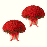 2 Live Red Chrysanthemum Mums, Hardy Perennial Plants, 5-7 Inches Tall
