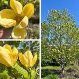2 Yellow Magnolia Shrubs, Flowering Plants In 2.5-Inch Pots, 6-12 In Tall