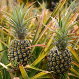 2 Live White Jade Pineapple Plants, 4-6 Inches, Tropical Indoor Outdoor