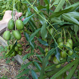 Live Green June Plum Tree, 2-3 Ft Tall, Tropical Fruit For Outdoor Gardens