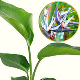 Strelitzia Reginae Live Plant, White Bird Of Paradise Houseplant Decor
