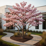 Ann Magnolia Live Tree Plant, Ornamental, 6-12 Inch Tall, 2.5 Inch Pot