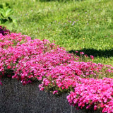 2 Creeping Phlox Live Plants, Pink Perennial Flowers, 4 To 8 Inches Tall