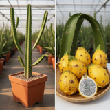2 Yellow Dragon Fruit Live Cactus Plants, 6 Inches Tall, For Garden Use