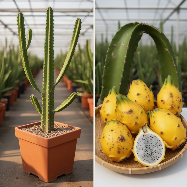 2 Yellow Dragon Fruit Live Cactus Plants, 6 Inches Tall, For Garden Use