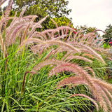 2 Live Fountain Grass Plants, 5-9 Inch Starters For Borders And Landscaping