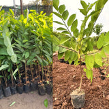 Live Atemoya Fruit Tree Plant In Gallon Pot, Sugar Apple Cross, 2-3 Ft Tall