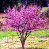 4 Eastern Redbud Flowering Trees, 6-12 Inch, Well-Rooted Live Tree Plants