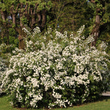 2 Live White Snowball Viburnum Shrubs, 8-10 Inch Garden Starter Plants