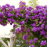 Live Garden Rose Bush, Random Single Plant With Fragrant Reblooming Flowers