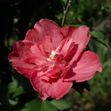Flowering Shrub, Red Rose Of Sharon Live Plant, 6-13 Inches Tall, Potted