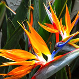 2 Strelitzia Reginae Live Plants, Orange Bird Of Paradise, 5-9 Inches Tall