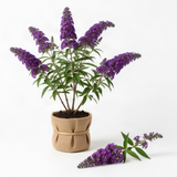 Dark Purple Buddleia Starter Shrub, 4 To 6 Inch Live Outdoor Garden Plant