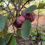 Potted Live Red Sugar Apple Fruit Tree, Annona Squamosa, 6-12 Inches Tall