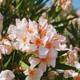 2 Live Salmon Oleander Plants, 5-7 Inch Flower Bushes For Landscaping Use