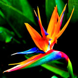 2 Strelitzia Reginae Live Plants, Orange Bird Of Paradise, 5-9 Inches Tall