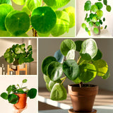 Live Pilea Money Plant, 5-7 Inch Indoor Houseplant, Easy-Care Perennial