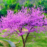 Live Eastern Redbud Tree, 6-12 Inches Tall In Quart Pot, Landscape Bloom