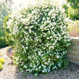 Live Mock Orange Bush, 10-Month-Old White-Flower Plant, Ready To Plant