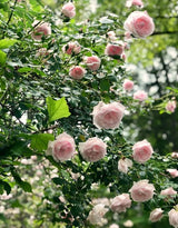 Live Climbing Rose Bush, Pink To Deep Pink Blooms, Fragrant, 5-9 Inches