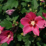 Live Pink Hibiscus Syriacus, 6-12 Inch Althea Rose Of Sharon Shrub Plant