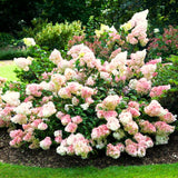 2 Live Hydrangea Shrubs, Pink White Flowers, 6-12 Inch Landscape Plants