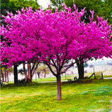 Live Eastern Redbud Tree, 6-12 Inch Plant For Fall, Winter Dormant Plant
