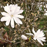 Cold Hardy Live Star Magnolia Flower Tree, 6-12 Inch Landscape Garden Plant
