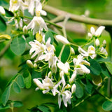 Live Moringa Oleifera Tree In 4 Inch Pot, Well Rooted Perennial Herb Plant