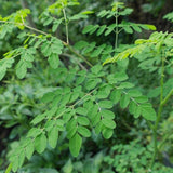 Live Moringa Oleifera Tree In 4 Inch Pot, Dwarf Perennial For Planting