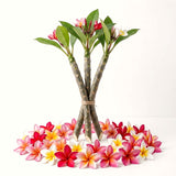 3 Plumeria Cuttings, Mixed Frangipani Varieties, Approximately 5-8 Inch