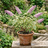 Buddleia Variegated Butterfly Bush, Vibrant Compact Shrub, 4-7 Inches Tall