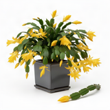 Live Yellow Thanksgiving Cactus Plant, 4-7 Inch Tall Christmas Houseplant
