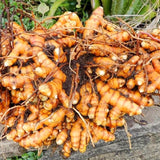 2 Live Yellow Turmeric Plants, 5-9 Inch Size For Outdoor Garden Planting