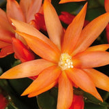 Live Orange Easter Cactus, 4-7 Inch Blooming Indoor Houseplant For Spring